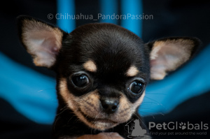 Zdjęcie №1. chihuahua (rasa psów) - na sprzedaż w Połtawa | 5334zł | Zapowiedź №8371