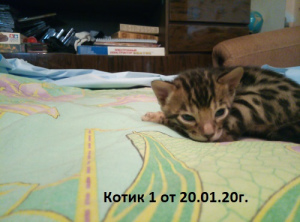 Zdjęcie №2 do zapowiedźy № 5503 na sprzedaż  kot bengalski - wkupić się Federacja Rosyjska od żłobka