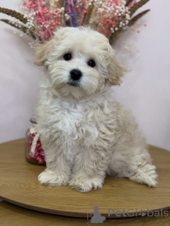 Zdjęcie №1. maltipu - na sprzedaż w Calw | negocjowane | Zapowiedź №158006