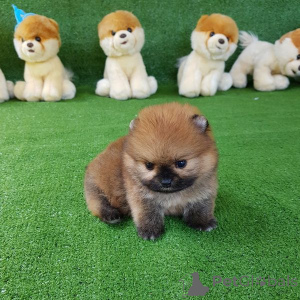 Zdjęcie №3. Teacup Pomeranian Teddy Szczenięta dla Twoich dzieci. Szwajcaria