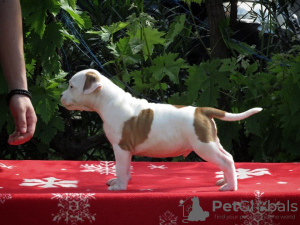 Dodatkowe zdjęcia: Amerykański Staffordshire Terrier, szczenięta