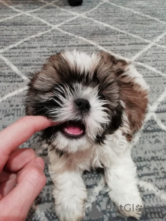 Zdjęcie №3. Idealne szczenięta Shih Tzu. Estonia