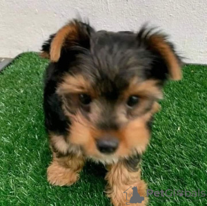 Zdjęcie №2 do zapowiedźy № 91402 na sprzedaż  yorkshire terrier - wkupić się Chorwacja prywatne ogłoszenie