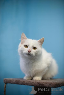 Zdjęcie №2 do zapowiedźy № 159452 na sprzedaż   - wkupić się Federacja Rosyjska prywatne ogłoszenie