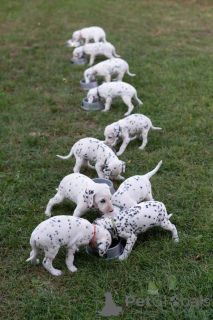 Zdjęcie №1. dalmatyńczyk - na sprzedaż w Wiedeń | negocjowane | Zapowiedź №157526