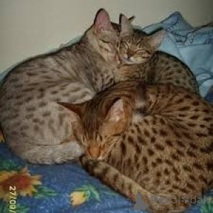 Zdjęcie №1. ocicat - na sprzedaż w Bruksela | 2392zł | Zapowiedź № 172710