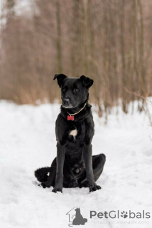 Zdjęcie №4. Sprzedam pies nierasowy w Москва.  - cena - Bezpłatny