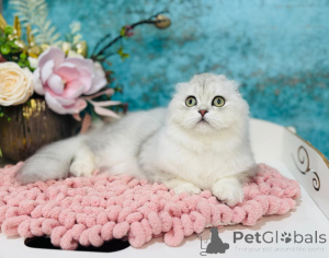 Zdjęcie №2 do zapowiedźy № 149534 na sprzedaż  scottish straight - wkupić się Ukraina od żłobka