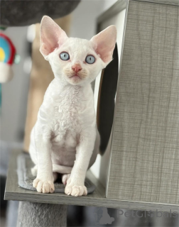 Zdjęcie №2 do zapowiedźy № 154207 na sprzedaż  devon rex - wkupić się Niemcy 
