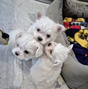 Zdjęcie №4. Sprzedam pies nierasowy w Granowo. prywatne ogłoszenie - cena - negocjowane