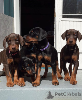 Zdjęcie №3. Dobermannwelpen. Niemcy