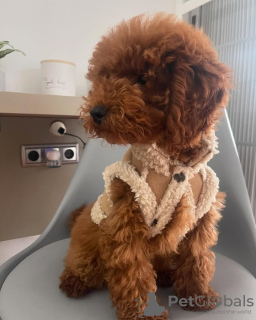 Zdjęcie №3. Wszkolona w toalecie zabawka pudla. Portugalia