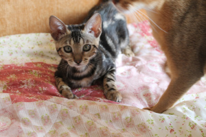Zdjęcie №2 do zapowiedźy № 2039 na sprzedaż  kot bengalski - wkupić się Federacja Rosyjska od żłobka