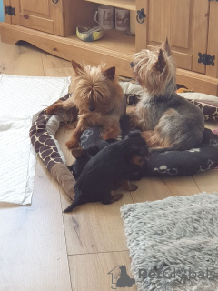 Dodatkowe zdjęcia: Śliczne szczenięta Yorkshire Terrier do adopcji