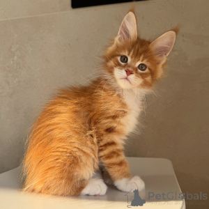 Zdjęcie №2 do zapowiedźy № 171098 na sprzedaż  maine coon - wkupić się Szwecja hodowca