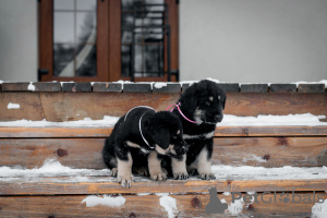 Dodatkowe zdjęcia: Hodowla szczeniąt Khotosho (Buryat Dog) Heritage of Buriatia