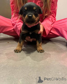 Zdjęcie №4. Sprzedam rottweiler w Wilno. prywatne ogłoszenie, hodowca - cena - 8132zł
