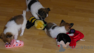 Zdjęcie №1. chihuahua (rasa psów) - na sprzedaż w Dayton | negocjowane | Zapowiedź №162920