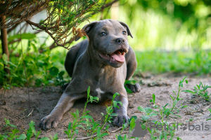 Dodatkowe zdjęcia: American Staffordshire Bull Terrier dziewczynki