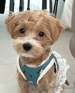 Zdjęcie №1. maltipu - na sprzedaż w Boston | 2317zł | Zapowiedź №157680