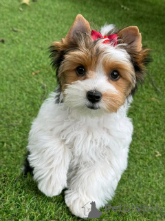 Zdjęcie №2 do zapowiedźy № 138836 na sprzedaż  yorkshire terrier biewer - wkupić się USA hodowca