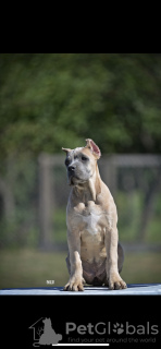 Zdjęcie №4. Sprzedam cane corso w Belgrad.  - cena - negocjowane