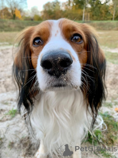 Zdjęcie №2 do zapowiedźy № 159197 na sprzedaż  kooikerhondje - wkupić się Belgia prywatne ogłoszenie