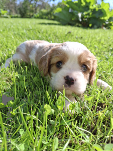 Zdjęcie №3. Szczenięta Cavalier King Charles Spaniel.. Litwa
