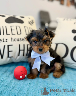 Zdjęcie №2 do zapowiedźy № 178085 na sprzedaż  yorkshire terrier - wkupić się Niemcy prywatne ogłoszenie
