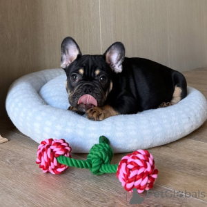 Zdjęcie №1. buldog francuski - na sprzedaż w Alavus | 2631zł | Zapowiedź №169150