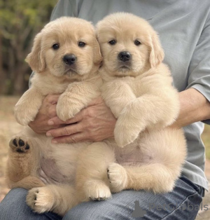 Zdjęcie №2 do zapowiedźy № 168817 na sprzedaż  labrador retriever - wkupić się USA prywatne ogłoszenie