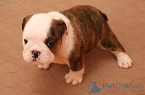 Zdjęcie №2 do zapowiedźy № 9255 na sprzedaż  pies nierasowy - wkupić się Ukraina ze schronu