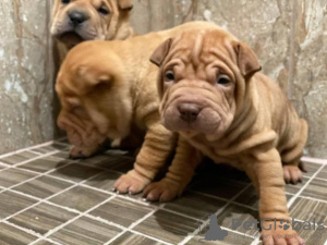 Zdjęcie №1. shar pei - na sprzedaż w Klagenfurt | negocjowane | Zapowiedź №91587