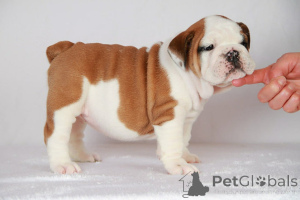 Zdjęcie №1. beagle (rasa psa) - na sprzedaż w Central Ateny | negocjowane | Zapowiedź №158311