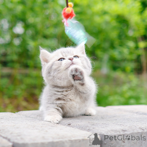 Zdjęcie №4. Sprzedam munchkin w Nowy Jork. hodowca - cena - 1779zł