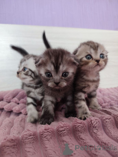 Zdjęcie №1. scottish straight - na sprzedaż w Mińsk | 299zł | Zapowiedź № 145860