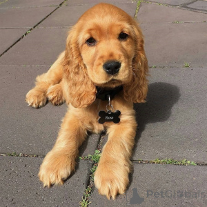 Zdjęcie №1. cocker spaniel angielski - na sprzedaż w Kivik | 4784zł | Zapowiedź №168266