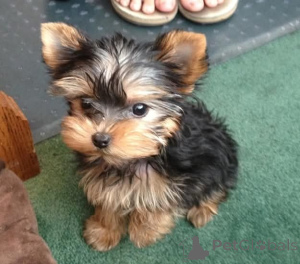 Zdjęcie №2 do zapowiedźy № 165299 na sprzedaż  yorkshire terrier - wkupić się Finlandia 
