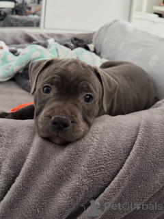 Zdjęcie №3. Szczenięta Staffordshire Bull Terrier gotowe do odbioru. Zarezerwuj swoje już. Republika Czeska