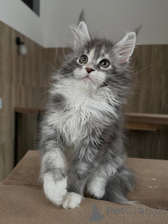 Zdjęcie №4. Sprzedam maine coon w Monachium. prywatne ogłoszenie, hodowca - cena - Bezpłatny