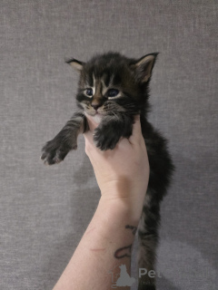Zdjęcie №2 do zapowiedźy № 152379 na sprzedaż  maine coon - wkupić się Austria hodowca