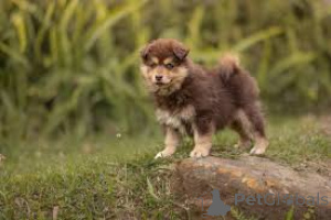 Zdjęcie №3. Finnische Lapphund-Welpen zu verkaufen. Francja