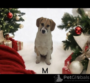 Zdjęcie №3. Szczeniaki są w dobrych rękach.. Federacja Rosyjska