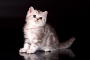 Dodatkowe zdjęcia: Pluszowe marmurowe brytyjskie kocięta