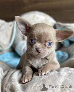 Zdjęcie №3. Smukke chihuahua-hvalpe søger kærlige hjem dla altid. Dania