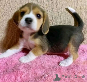 Zdjęcie №1.  - na sprzedaż w Altoona | negocjowane | Zapowiedź №161167