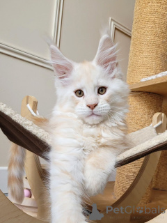 Zdjęcie №2 do zapowiedźy № 155921 na sprzedaż  maine coon - wkupić się Niemcy hodowca