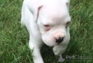 Zdjęcie №2 do zapowiedźy № 129103 na sprzedaż  bokser - wkupić się Finlandia hodowca