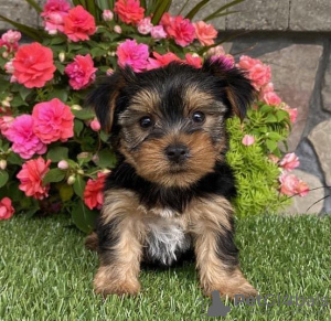 Zdjęcie №4. Sprzedam yorkshire terrier w Вашингтон. hodowca - cena - 1585zł