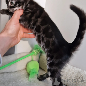 Zdjęcie №2 do zapowiedźy № 160242 na sprzedaż  kot bengalski - wkupić się Niemcy prywatne ogłoszenie